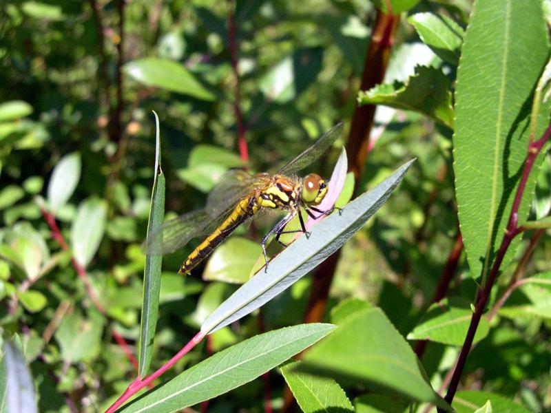 Libellula montanara - Sympetrum danae